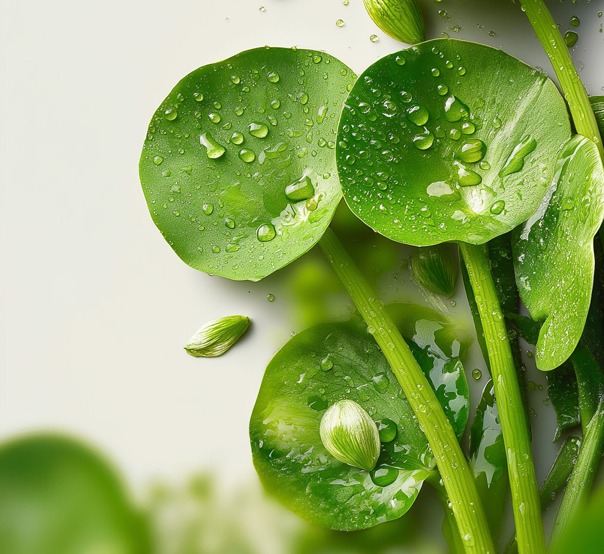 Cellular hydration: the natural key to skin longevity