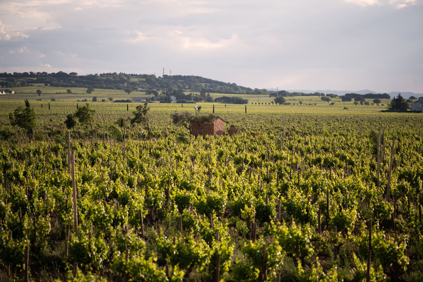 Beau Domaine by Brad Pitt & Famille Perrin